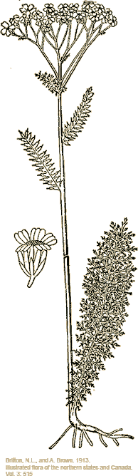 Achillea millefolium (Common Yarrow)