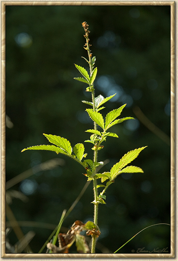 Agrimony