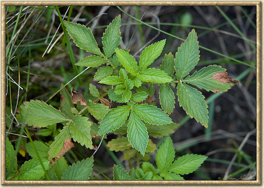 Agrimony Herb