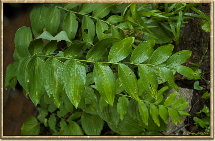 True Solomon's Seal