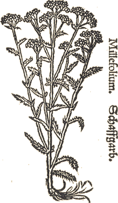 Millefolium