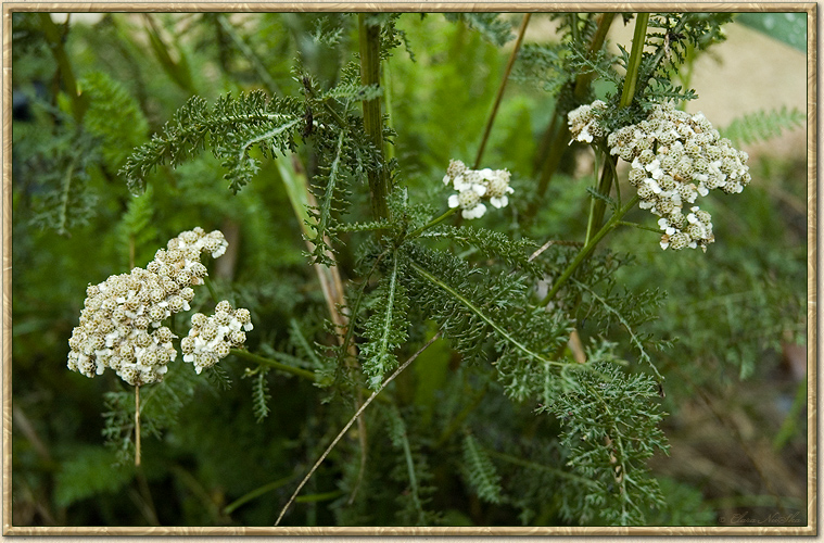 Yarrow